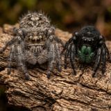 Tangle & Gaze: The Jumping Spider Podcast That Names What No One Named Before