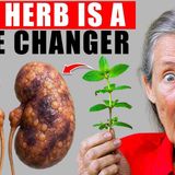 This SECRET Ancient Herb DESTROYS Kidney Disease_ _ Barbara O_Neill