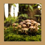 #177 Micologia e Giardinaggio: Scopri il Potere Nascosto dei Funghi