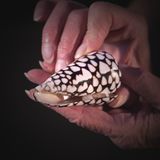 How this deadly cone snail (conus bandanus) nearly killed our curator of Malacology, Tina Petway