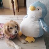 Gely Y El Pingüino 🐶🐧