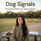 Dog Signals - The Face Your Dog Makes (And What It's Telling You)