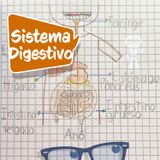 ¿Qué es y cómo funciona el sistema digestivo, del cuerpo humano? (Explicación para niños)