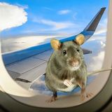 How Many Pets Are Too Many? - Rats Smuggled In Stewardess’ Undies.