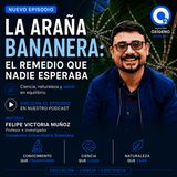 ARAÑA-BANANERA-El remedio que nadie esperaba