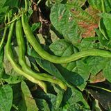 Nelle radici dei fagioli una risorsa nascosta per l'agricoltura