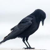 The Weekly Inspiration - The Crow (Bran)
