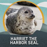 Harriet the Harbor Seal