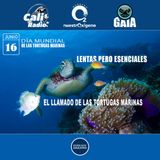 NUESTRO OXÍGENO Lentas pero esenciales - El llamado de las tortugas marinas – Dr. Diego Amorocho