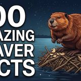 Relaxing Beaver Facts So Fascinating You_ll Fall Asleep To Them