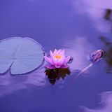 Heart Leadership: The Essence