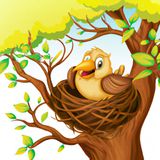 Pensamientos de pájaros | Cuentos De Aves