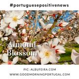Good Morning Portugal! Portuguese Almond Blossom Time