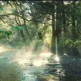 S131E5: There Are More Trees On This Planet Than There Are More Stars - Trevor Gear On A Weird Fact
