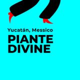 Molecole divine: Ayahuasca, Peyote, Bufo Alvarius in Yucatán, Messico.