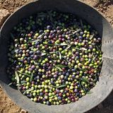 El aceite de oliva amenaza con una nueva crisis