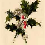 Show 242: Holly