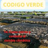 14.- Come ostras y combate al cambio climático.