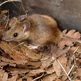 Apodemus flavicollis