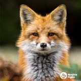 La volpe e la cicogna 🦊 favole di Esopo raccontate con morale 