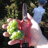 Grape Harvest in Bairrada, Portugal. And the Luis Pato Picking Party!