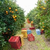 La invasión de naranjas de Sudáfrica: entran en la UE con 'arancel cero'