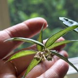 Episode 318 - How to move plants outside for the summer ☀️