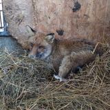 Volpe rossa investita da un’auto, poi rimane intrappolata. Salvata da cittadini e veterinari