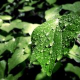 Attraverso le piante il ciclo dell’acqua più rapido del Pianeta