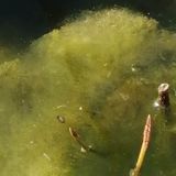 11. Un morbido cuscino (yoga nidrā guidata)