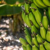 Banana: variações regionais marcam o mercado e clima influencia oferta e preços | BBcast Agro – 14/10/2025