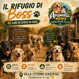 Vi presento il rifugio di Boss