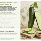 Il cetriolo: storia, proprietà e consigli per scegliere quello migliore