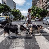Buenos Aires | Paseador de perros di Alida Vanni