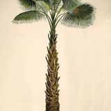 Show 258: Another terrorist attack in Moore County NC and Saw Palmetto