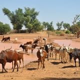 Transhumance à Gaya : agriculteurs et éleveurs face aux défis du partage des ressources (Forum)