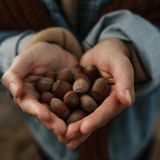 La Nocciola: un concentrato naturale di nutrienti e protezione per la salute