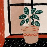 Bedroom Plants for Better Sleep and Air Quality According To NASA