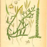 Show 248: Club Moss