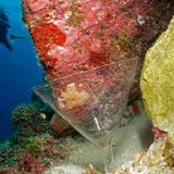 Enter the absorbing world of sponges