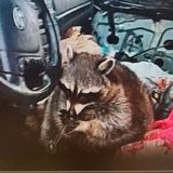 Homeowner Moves In With Squatters; Chainsaw-Wielding Clown; & A Meth-Smoking Coon