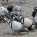 La Contratertulia: Una invasión de palomas aterroriza el barrio de Delicias en Madrid