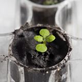 Space Plants