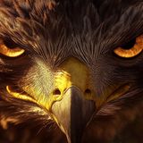 Hawk of the Hills by Robert E. Howard