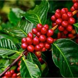 Café conilon: safra concluída e preços em recuperação | BBcast Agro – 10/09/2025