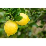 Sorrento e il limone Igp (Campania)