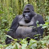 011.3 Eastern Lowland Gorilla