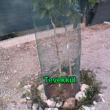 Tevekkül.mp3