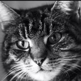 S130E10: And It's A Strange Thing I've Never Know A Cat Like That - Trevor Gear On A Cat He Once Owned