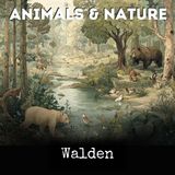 013 - Harbingers of Summer